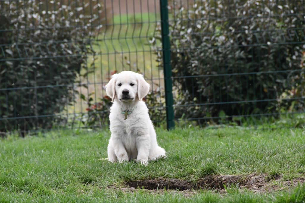 Des Trèfles à Quatre Pattes - Chiot disponible  - Golden Retriever