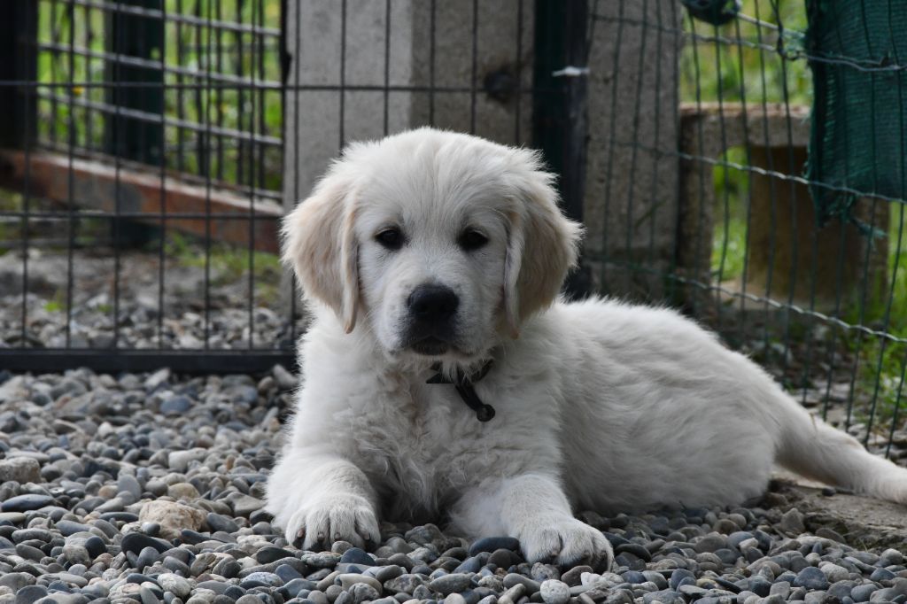 Des Trèfles à Quatre Pattes - Chiot disponible  - Golden Retriever