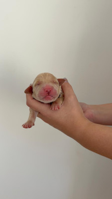 Chiot N°1