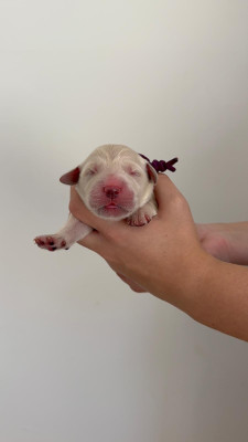 Chiot N°2