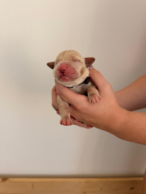 Chiot N°3