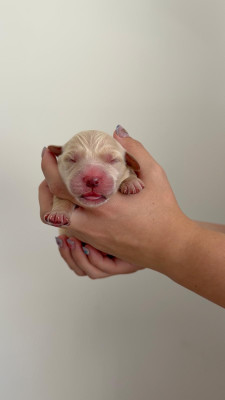 Chiot N°4