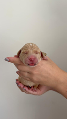Chiot N°5