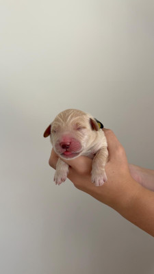 Chiot N°6