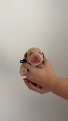 Chiot N°7