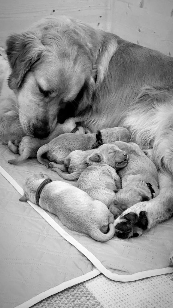 Des Trèfles à Quatre Pattes - Golden Retriever - Portée née le 24/06/2025